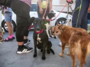 Alerta SMADS sobre riesgos de golpe de calor el perros y gatos