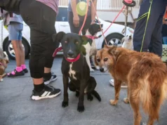 Alerta SMADS sobre riesgos de golpe de calor el perros y gatos