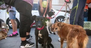 Alerta SMADS sobre riesgos de golpe de calor el perros y gatos