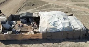 Detectan invernadero clandestino de marihuana en el ejido Díaz Ordaz