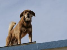 Alerta SMADS por riesgos de mantener animales en azoteas