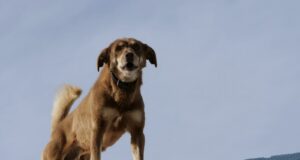 Alerta SMADS por riesgos de mantener animales en azoteas