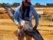 Rescatan a águila pescadora herida en el Estero Beach en Ensenada