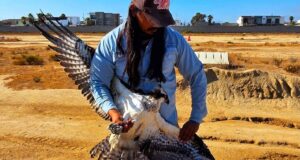 Rescatan a águila pescadora herida en el Estero Beach en Ensenada
