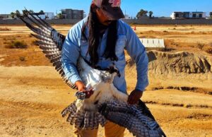 Rescatan a águila pescadora herida en el Estero Beach en Ensenada