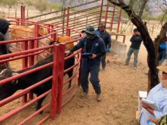 Inicia SADER BC barrido sanitario contra la tuberculosis bovina en San Quintín y San Felipe