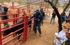 Inicia SADER BC barrido sanitario contra la tuberculosis bovina en San Quintín y San Felipe