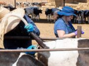 Evalúan nueva vacuna para fortalecer el control de la Tuberculosis Bovina