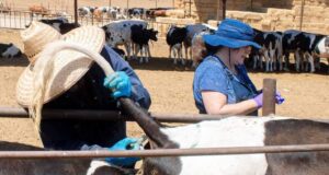 Evalúan nueva vacuna para fortalecer el control de la Tuberculosis Bovina