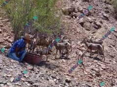 Rancheros del sur de BC comparten agua con el borrego cimarrón