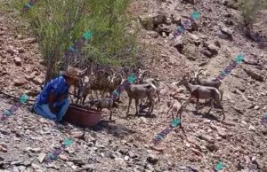 Rancheros del sur de BC comparten agua con el borrego cimarrón