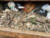 Recolectan dos toneladas de vidrio en espacios del Parque Nacional San Quintín