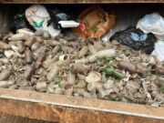 Recolectan dos toneladas de vidrio en espacios del Parque Nacional San Quintín