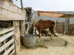 Inspeccionan establo cerca del bulevar Costero de Ensenada