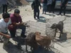 Rescatan a tres perros abandonados en una camioneta en la vía pública de Tijuana
