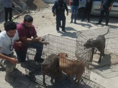 Rescatan a tres perros abandonados en una camioneta en la vía pública de Tijuana