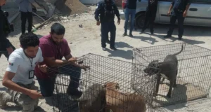 Rescatan a tres perros abandonados en una camioneta en la vía pública de Tijuana