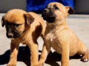Invita Claudia Agatón a brindar un hogar a 68 perros y 12 gatos resguardados en el CACyFE