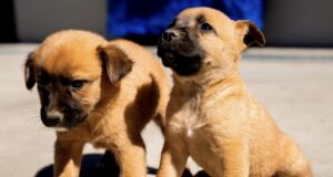 Invita Claudia Agatón a brindar un hogar a 68 perros y 12 gatos resguardados en el CACyFE