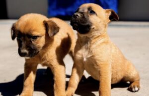 Invita Claudia Agatón a brindar un hogar a 68 perros y 12 gatos resguardados en el CACyFE