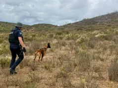 Destaca binomio canino Gaythor con 20 hallazgos durante labores de búsqueda