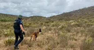 Destaca binomio canino Gaythor con 20 hallazgos durante labores de búsqueda