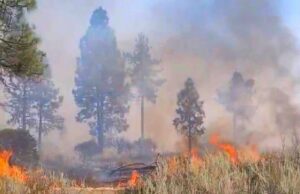 Incendio consume 2 mil 500 hectáreas de chaparral en la Sierra Juárez