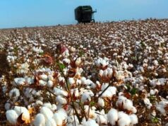 Inicia la cosecha del cultivo algodonero 2026 en el Valle de Mexicali