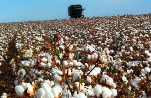 Inicia la cosecha del cultivo algodonero 2026 en el Valle de Mexicali