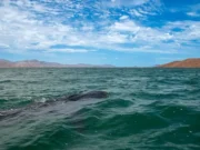 Llama SECTURE a respetar el cuidado del tiburón ballena en sus actividades de avistamiento