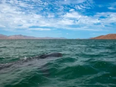 Llama SECTURE a respetar el cuidado del tiburón ballena en sus actividades de avistamiento