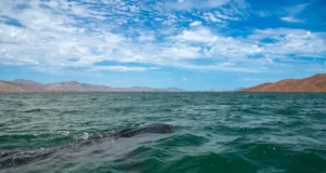 Llama SECTURE a respetar el cuidado del tiburón ballena en sus actividades de avistamiento