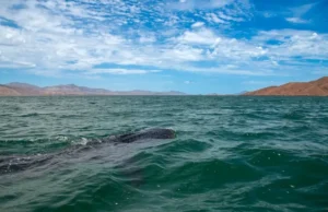 Llama SECTURE a respetar el cuidado del tiburón ballena en sus actividades de avistamiento