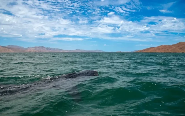 nado-tiburón-ballena-_1_