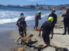 Salvavidas rescatan a mujer y su mascota en playa de Ensenada