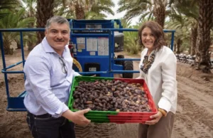 Inicia cosecha de dátil 2026 en Baja California