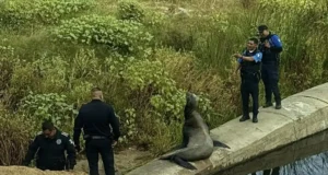 Reportan presencia de lobo marino en arroyo de Ensenada