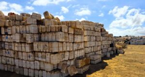 Recolectan 60 toneladas de envases vacíos de plaguicidas en San Quintín