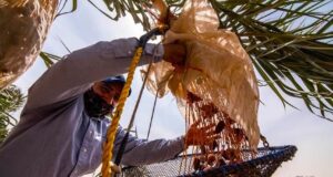 Dátil, un cultivo viable y rentable para el Valle de Mexicali: SADER