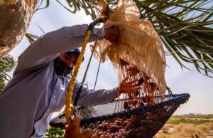 Dátil, un cultivo viable y rentable para el Valle de Mexicali: SADER