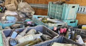 Reúnen más de 5.5 toneladas de vidrio en mega colecta en El Porvenir