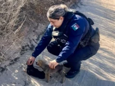 Rescatan a dos cachorros abandonados en medio de las altas temperaturas en el Valle de Guadalupe