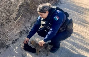 Rescatan a dos cachorros abandonados en medio de las altas temperaturas en el Valle de Guadalupe