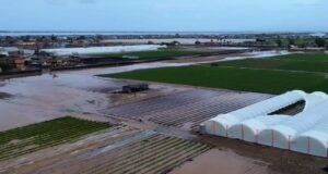 Reportan pérdidas millonarias en el campo de Maneadero tras impacto de “Rachel”