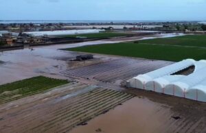 Reportan pérdidas millonarias en el campo de Maneadero tras impacto de “Rachel”